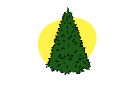 Advent Day 1 The First Christmas Tree Plants And Pipettes