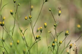 Image result for Schkuhria pinnata
