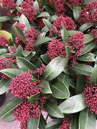 Epingle Sur Plantes Que J Aime Plants I Love