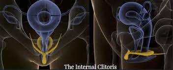 Histological studies revealed atelectasis in the lungs; The Internal Clitoris Center For Erotic Intelligence