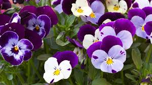 Blumen und pflanzen günstig online kaufen und verschicken. Hornveilchen Pflege Viola Cornuta Richtig Pflegen Standort Giessen Etc