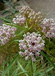 Image result for Asclepias longissima