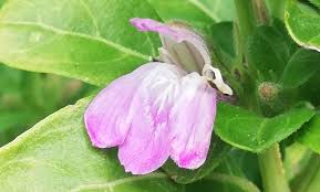 Image result for Justicia petiolaris