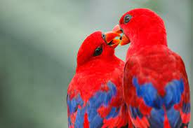 Lovebirds, wallpapers, wallpaper, cave name : Best Colourful Birds Wallpapers Beautiful Love Birds 1155x768 Download Hd Wallpaper Wallpapertip