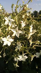 Image result for Nicotiana