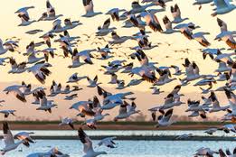 Volatile Definition Of Volatile By Merriam Webster Volatile traces back to the latin verb volare, which means to fly. by the end of the 16th century, people were using. definition of volatile by merriam webster