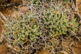 Image result for Hypertelis salsoloides