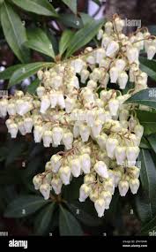 Image result for Pieris japonský debutante obrázek