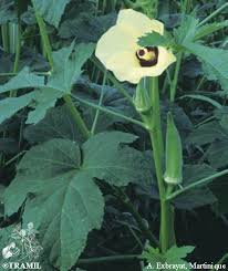 Image result for Abelmoschus