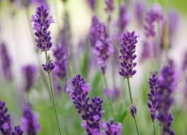 10 Sun Loving Plants That Thrive In Summer Lavender Plant Sun Loving Plants Lavender Flowers