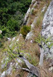 Image result for Xerophyta argentea