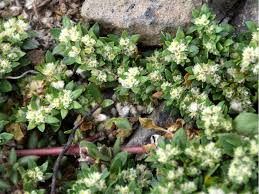 Image result for Guilleminea densa