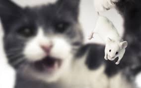 Watch more how to get rid of bugs & pests videos: Bah Humbug Pointe Pest Control