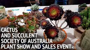 Intercity cactus and succulent show 2013. How To Grow Adromischus A Rare And Fascinating Group Of Succulents By Johnny A