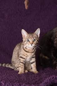 If you have lost your cat if your cat has gone missing please contact us as soon as possible with details so we can check against reported found cats. Missing Kitten Called Kiki In Stafford Lostbox Found Cat Cat Uk Tabby