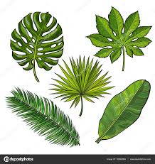 As técnicas para secar folhas são usadas para decoração em projetos artesanais ou para preservação de ervas usadas na como secar folhas de plantas. Baixar Conjunto De Folhas De Palmeira Tropical Estilo Desenho Ilustracao Em Vetor Ilustracao De Stoc Folhas De Palmeira Folhas De Plantas Folhas Tropicais