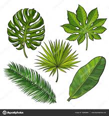 Folha seca imagens 83000 folha seca imagem fundo baixe imagens gratis em pt lovepik com watch short videos about #folha_seca on tiktok. Baixar Conjunto De Folhas De Palmeira Tropical Estilo Desenho Ilustracao Em Vetor Ilustracao De Folhas De Palmeira Folhas Tropicais Ilustracao De Plantas