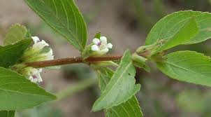 Image result for Duosperma quadrangulare