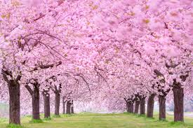 Mostly full/mostly sun areas.will water them well especailly during establishment. 25 Longest Blooming Trees And Shrubs For Your Garden Diy Crafts