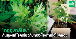Maybe you would like to learn more about one of these? à¹‚à¸à¸à¸ˆ à¸¬à¸²à¸¥ à¸¡à¸žà¸² à¹€à¸—à¸„à¹‚à¸™à¹‚à¸¥à¸¢ à¸Šà¸²à¸§à¸š à¸²à¸™