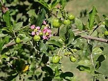 We did not find results for: Malpighia Emarginata Wikipedia