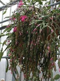 How To Take Care Of A Christmas Cactus Because It S A Lot Of Responsibility To Be In Charge Of A Plant That Be Plants Christmas Cactus Care Christmas Cactus