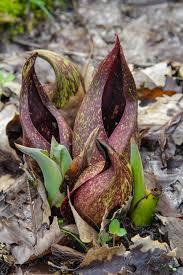 Maybe you would like to learn more about one of these? Native Wildflowers Welcome Spring Back To Ohio The Clermont Sun