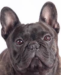 Chiens coupe ciseaux tonte epilation bain soins vente accessoires vente de chiots established in 2014. Les Chiens Aussi Font Le Show Au Salon De L Agriculture Actualite Chien Santevet