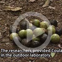 Image result for Coula