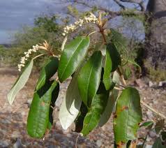 Image result for Croton megalobotrys