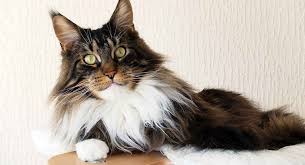 Coat colors include white, blue, red, black, and other colors, with a variety of shadings and patterns. Long Haired Cat Breeds Different Breeds Care And Grooming