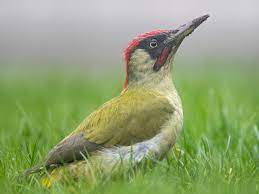 The european green woodpecker is a large green woodpecker with a bright red crown and a black moustache. Eurasian Green Woodpecker Ebird
