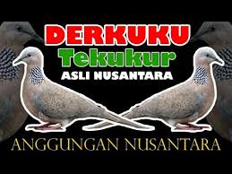 Maybe you would like to learn more about one of these? 46 Burung Tekukur Hitam Terbaru Burung Jalak