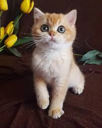 British Shorthair Scottish Fold Sahibinden Safkan Kediler Sahiplendirme Turkiye 2018
