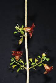 Image result for Markhamia zanzibarica