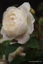 Un rosier anglais tout récent, d'une beauté exquise, dont les fleurs doubles ombrées de rose à l'ouverture, s'épanouissent en blanc pur. Rosa Desdemona Pumpkin Beth