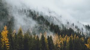 We did not find results for: Aesthetic Forest Hd Wallpapers Wallpaper Cave