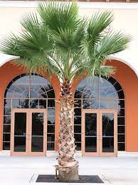 Venice Beach Fan Palm Tree Washingtonia Robusta Urban Tropicals
