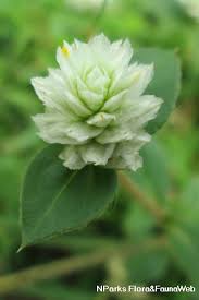 Image result for Gomphrena celosioides