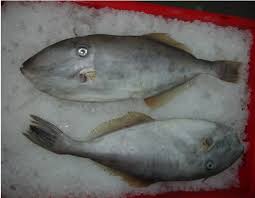 Mackerel, rich in omega 3 fatty acids, is a fleshy fish with a distinct flavour of its own. Leather Jacket Fish Aluterus Monoceros Nghi Son Food Group