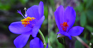 Image result for Talinum fruticosum