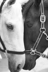 Black And White Horse Photography Pin By Brittany Burgholzer On Photography Black Horses Horses White Horses