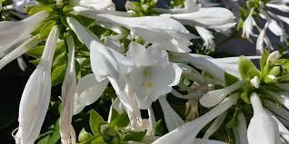 1996 hosta of the year. Duftende Hosta Hosta Mit Dem Gewissen Etwas Dammergrun Hosta