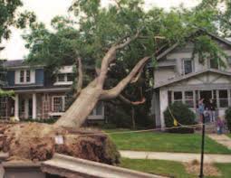 The pin oak has a shallow, fibrous root system, making it. The Dangers Of Root Disturbance Arborilogical