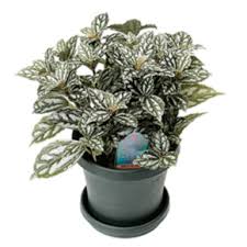 Image result for Pilea johnstonii