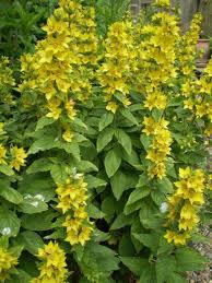 A cottage garden needs plants at a mixture of heights in a layered effect. Tall Cottage Garden Flowers 16 Cottage Garden Plants Cottage Garden Cottage Garden Design