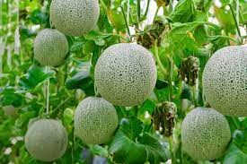 So you're looking for companion plants for cantaloupe? Best Companion Plants For Broccoli In The Vegetable Garden