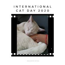 International cat day, also known as world cat day, is a holiday which was created in 2002 and is used to not only celebrate the friendship that humans history of international cat day. International Cat Day Is Here Sunshiny Sa Site