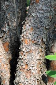 Image result for Hypericum roeperianum