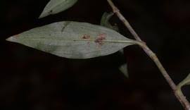 Image result for Floscopa glomerata